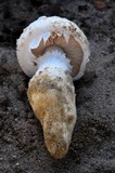Amanita baccata image