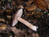 Inocybe albodisca image