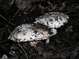 Amanita silvicola image