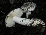 Amanita silvicola image