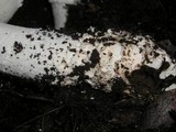 Amanita silvicola image