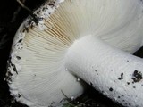 Amanita silvicola image