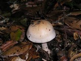 Hebeloma crustuliniforme image