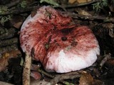 Hygrophorus russula image