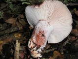 Hygrophorus russula image