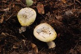 Amanita vernicoccora image