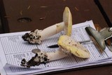 Amanita vernicoccora image
