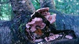 Fomitopsis cajanderi image
