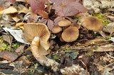 Cortinarius pholideus image