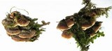 Steccherinum ochraceum image