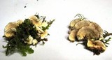 Steccherinum ochraceum image