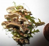 Steccherinum ochraceum image