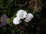 Rimbachia bryophila image