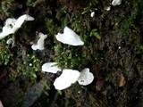 Rimbachia bryophila image