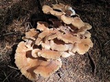 Bondarzewia occidentalis image