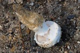 Amanita baccata image
