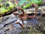 Dacryopinax elegans image