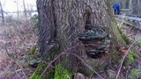 Phellinus everhartii image