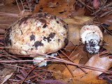 Suillus pseudobrevipes image