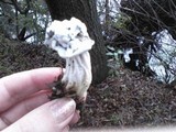Hypomyces cervinigenus image