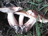 Tricholoma dryophilum image