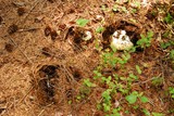 Amanita vernicoccora image