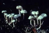 Marasmiellus praeacutus image