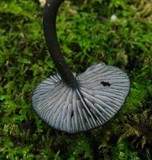 Entoloma serrulatum image