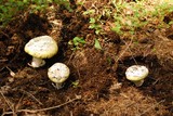 Amanita vernicoccora image