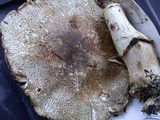 Agaricus perobscurus image