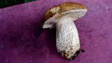 Leccinum insigne image