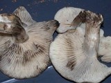 Lyophyllum infumatum image
