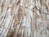 Hypomyces lateritius image