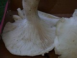 Leucopaxillus albissimus image