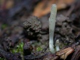 Clavaria acuta image