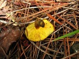 Phylloporus arenicola image