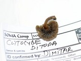 Clitocybe ditopa image