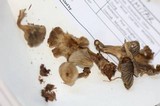Clitocybe ditopa image