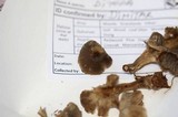 Clitocybe ditopa image