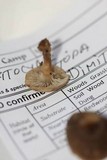 Clitocybe ditopa image
