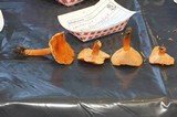 Lactarius luculentus image