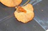Lactarius luculentus image