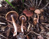 Psathyrella bipellis image