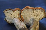 Hypomyces lateritius image