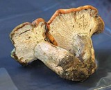 Hypomyces lateritius image