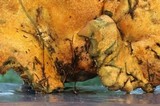 Hypomyces lateritius image