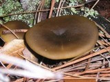 Callistosporium luteo-olivaceum image