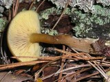 Callistosporium luteo-olivaceum image