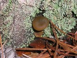 Callistosporium luteo-olivaceum image