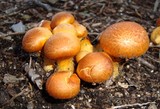 Phaeolepiota aurea image